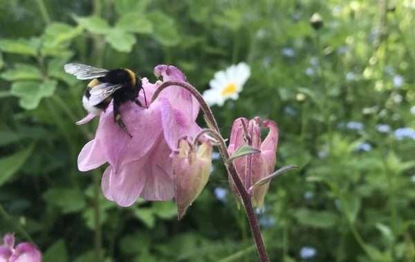 Klokke og humle, Care4Nature