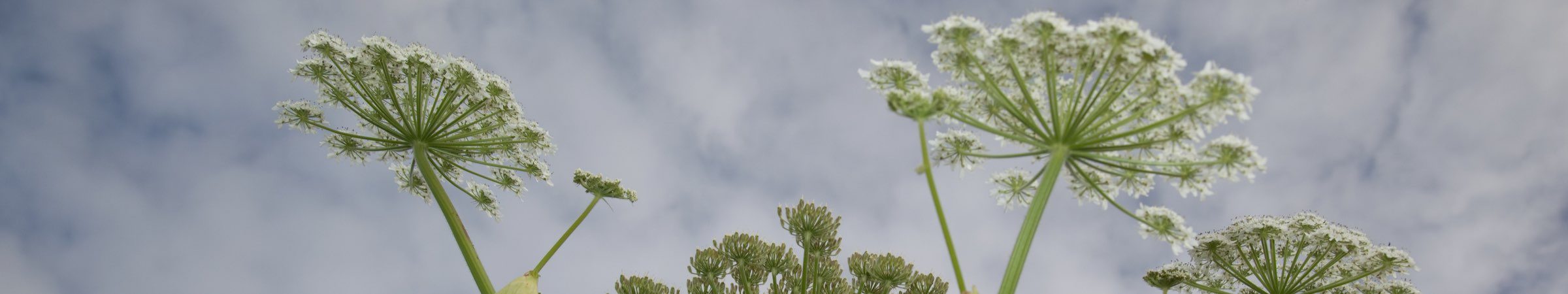 Aalborg-kommune-bekaempelse-invasive-arter-top Aalborg-kommune-bekaempelse-invasive-arter-top