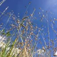 Alm. hjertegræs (Briza media)