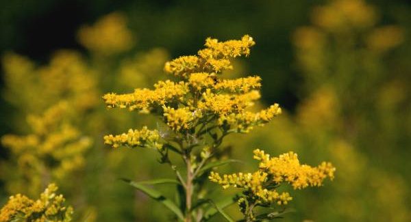 Gyldenris-2 Gyldenris-2