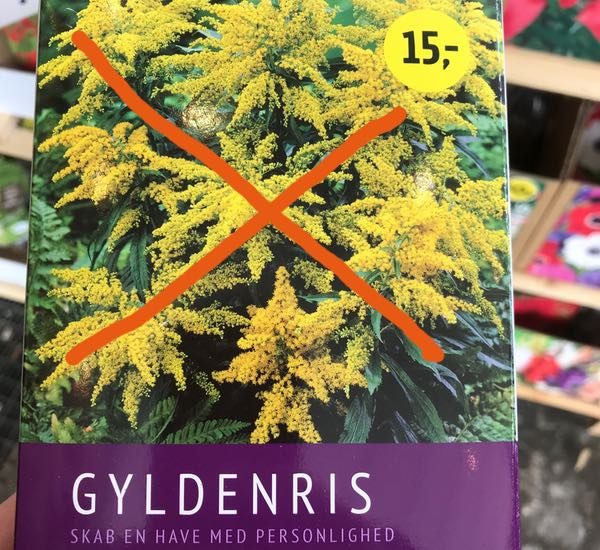 Handelsforbud-gyldenris-til-salg Handelsforbud-gyldenris-til-salg