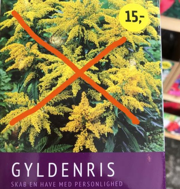 Handelsforbud-gyldenris-til-salg Handelsforbud-gyldenris-til-salg