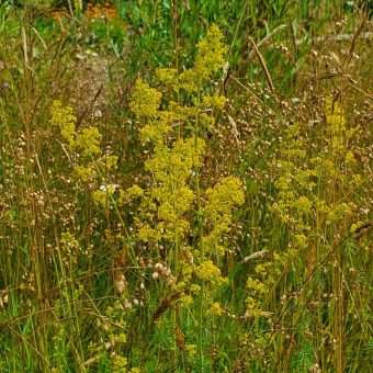 Hjertegræs og gul snerre Hjertegræs og gul snerre
