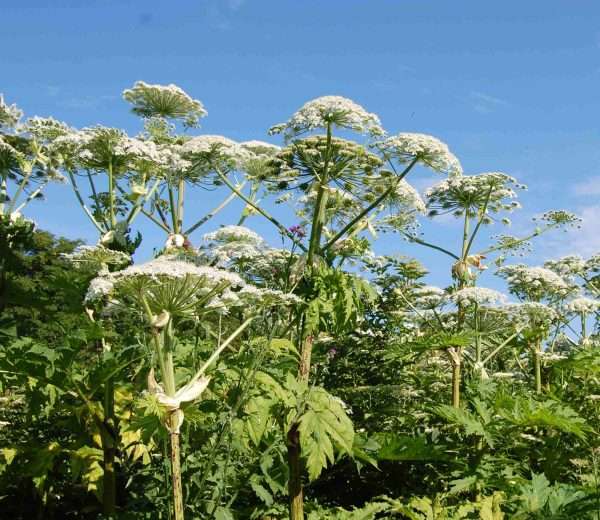 KB fuldt blomstrende bestand Bekæmpelsesprojekt i Aalborg Kommune udført af Care4Nature