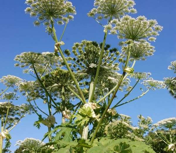 Kaempe-bjoerneklo-Ikonisk-portraetfoto-2 Projekteksemel fra Aalborg Kommune, udført af Care4Nature
