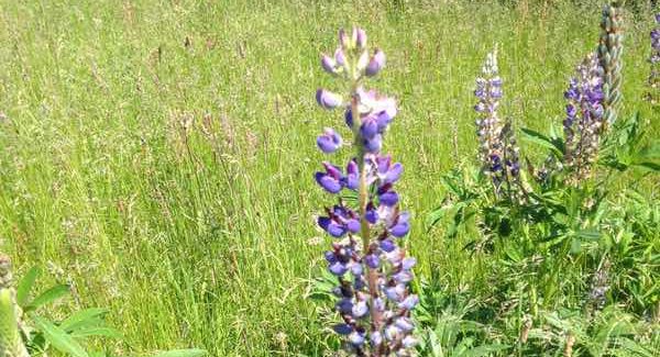 Mangebladet-lupin-afgraesning-4 Mangebladet-lupin-afgraesning-4