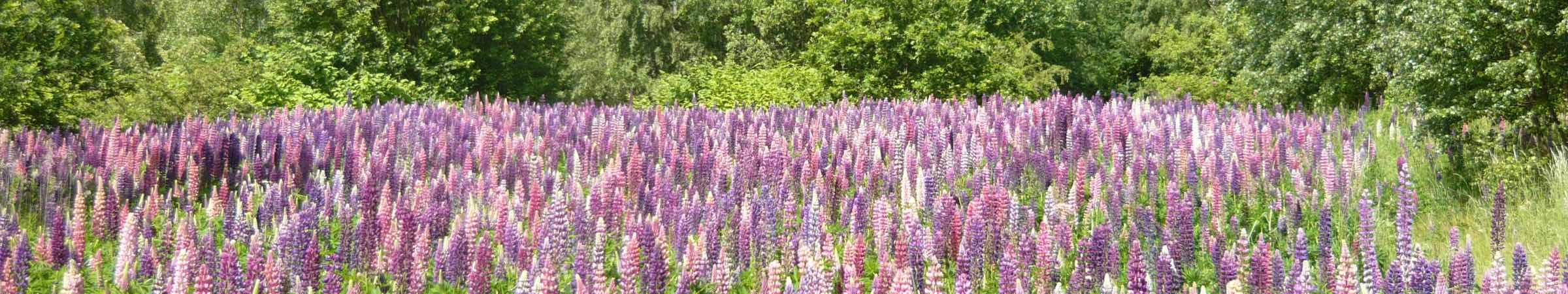 Mangebladet-lupin-top-2 Mangebladet-lupin-top-2