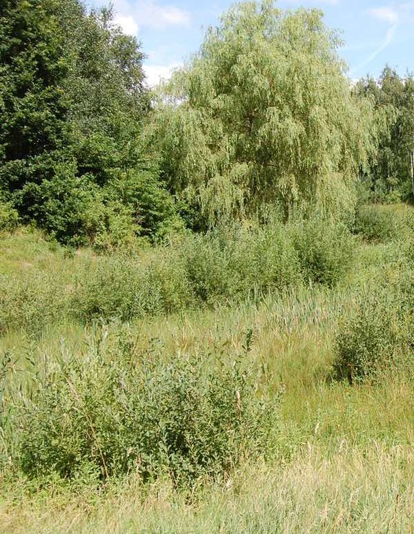 Naturpleje-overdrev-tilgroning-3 Naturpleje-overdrev-tilgroning-3