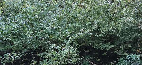 Naturpleje-udfordringer-taet-krat-2 Naturpleje-udfordringer-taet-krat-2