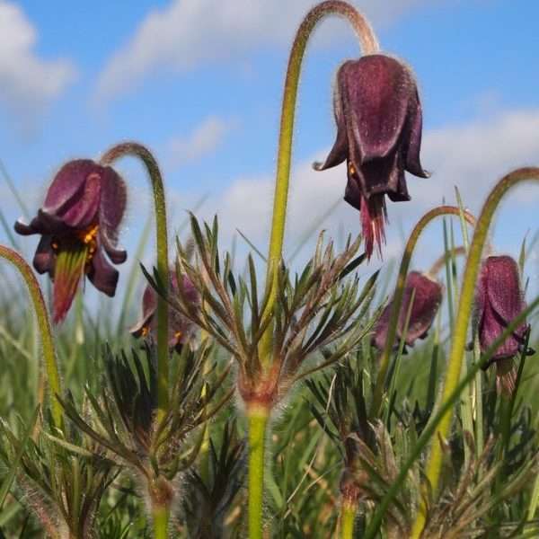 Naturpleje-vision-nikkende-kobjaelde