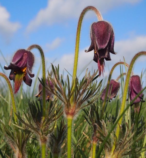 Naturpleje-vision-nikkende-kobjaelde Naturpleje-vision-nikkende-kobjaelde