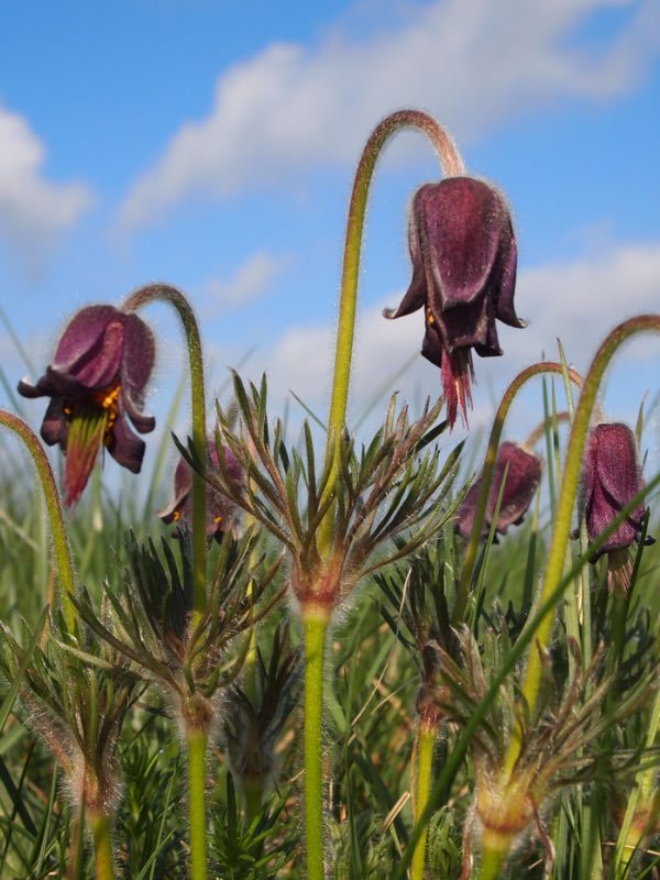 Naturpleje-vision-nikkende-kobjaelde