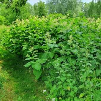 Pileurt (18) Pileurt (18)