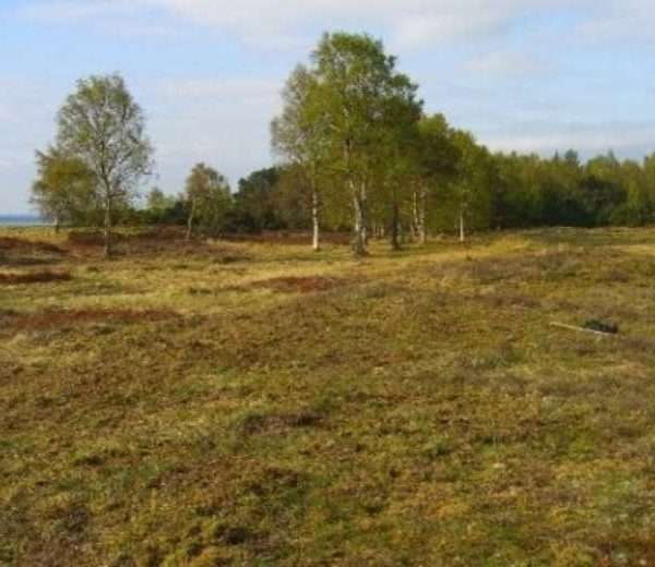 Solroed-kommune-naturpleje_resized Biodiversitetsprojekt i Solrød Kommune udført af Care4Nature