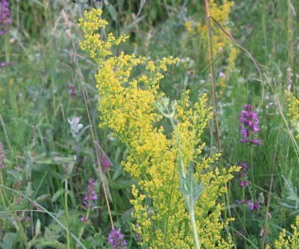 bedstraw-87750_1920 bedstraw-87750_1920