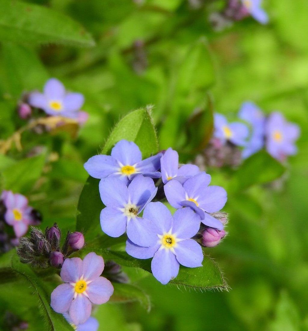 forget-me-not-forest-2308298_1920 forget-me-not-forest-2308298_1920