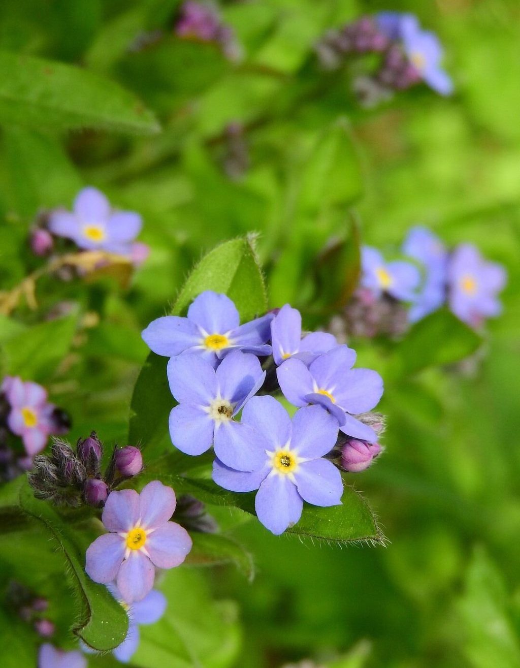 forget-me-not-forest-2308298_1920