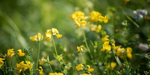 Almindelig kællingetand, Care4Nature