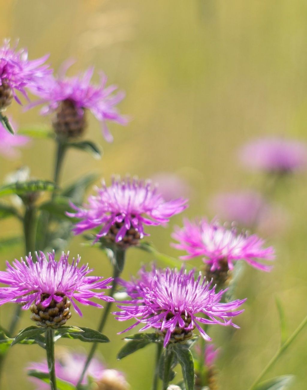 meadow-2482753_1920 meadow-2482753_1920