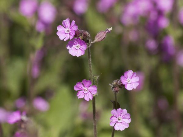 red-campion-3363145_1920 red-campion-3363145_1920