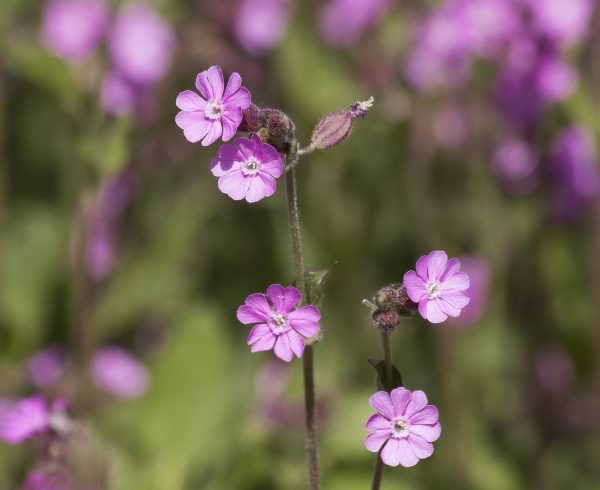 red-campion-3363145_1920